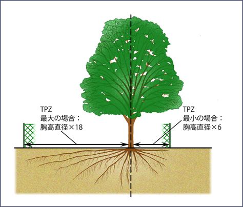 樹 根|樹木の根の生長と分布特性